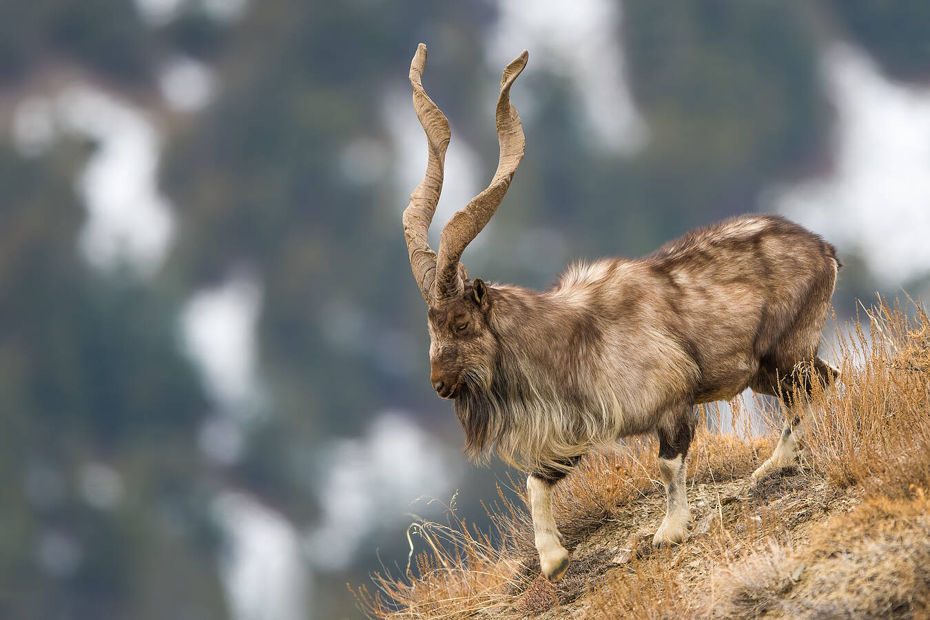 Pakistan: A Wildlife Haven - 10 of the Cutest Animals You'll Find